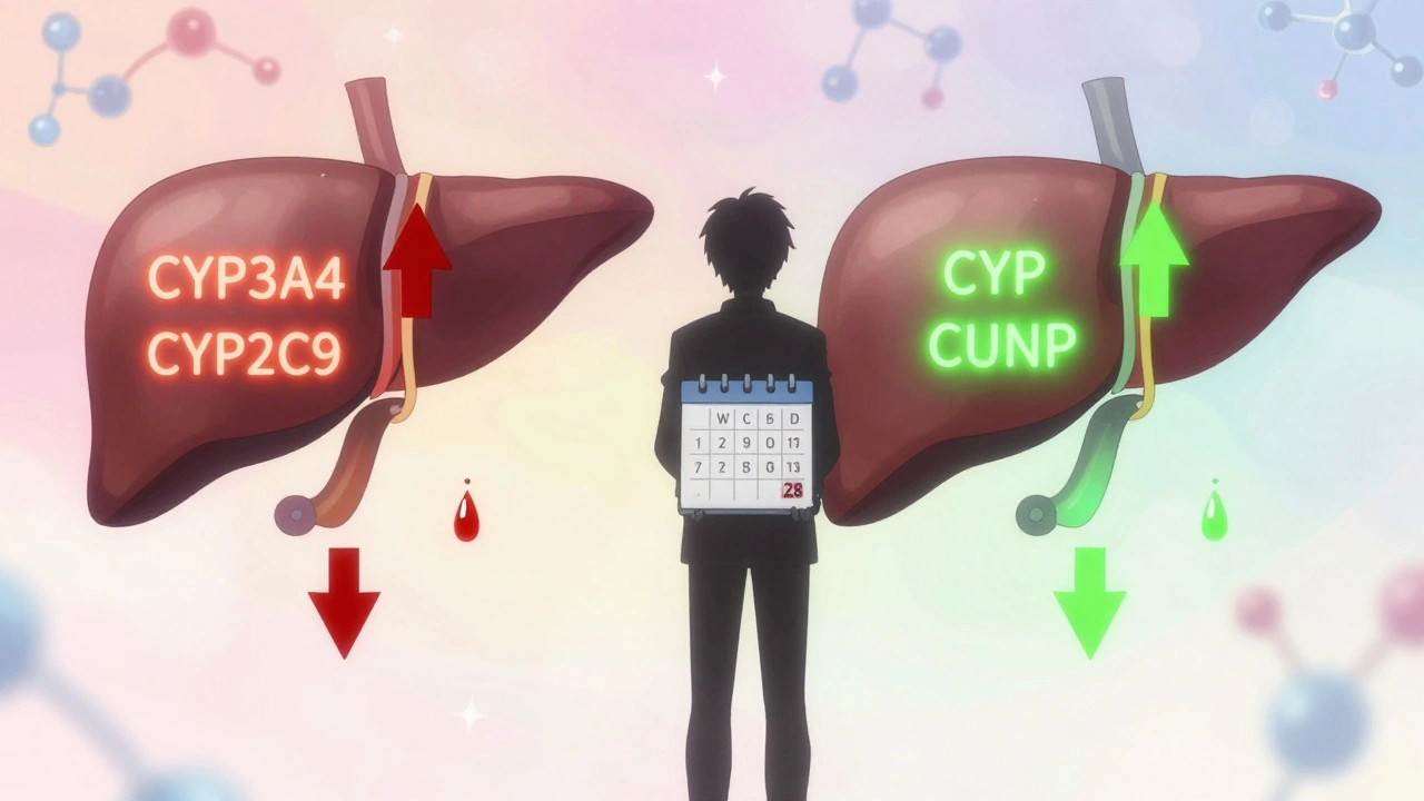 Split liver illustration showing enzyme activity slowing then speeding up over time with floating molecules.